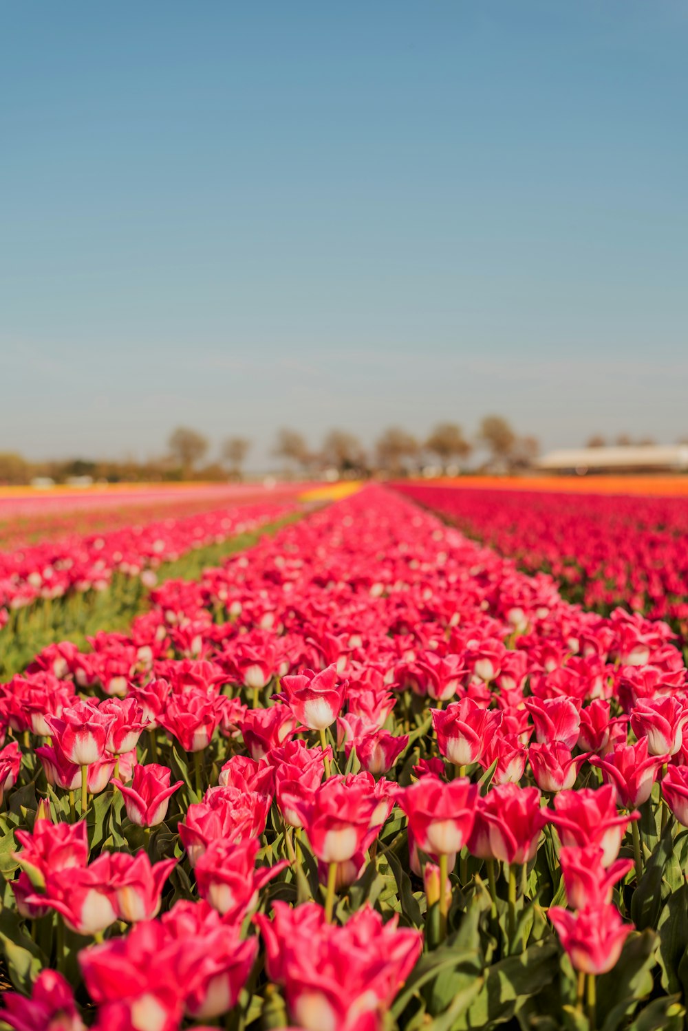 a field full of pink tulips under a blue sky