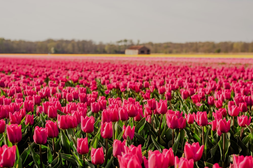 a field of pink tulips with a barn in the background