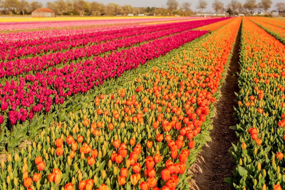 a large field of flowers with a sky background