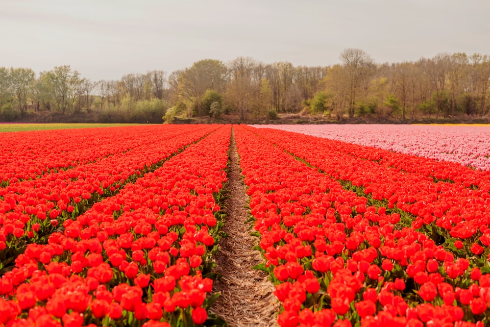 a large field of red tulips with trees in the background