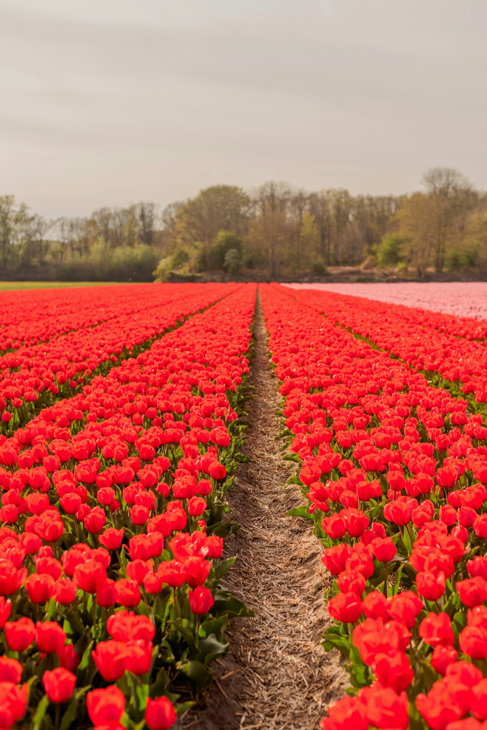 a field of red tulips with a line of trees in the background