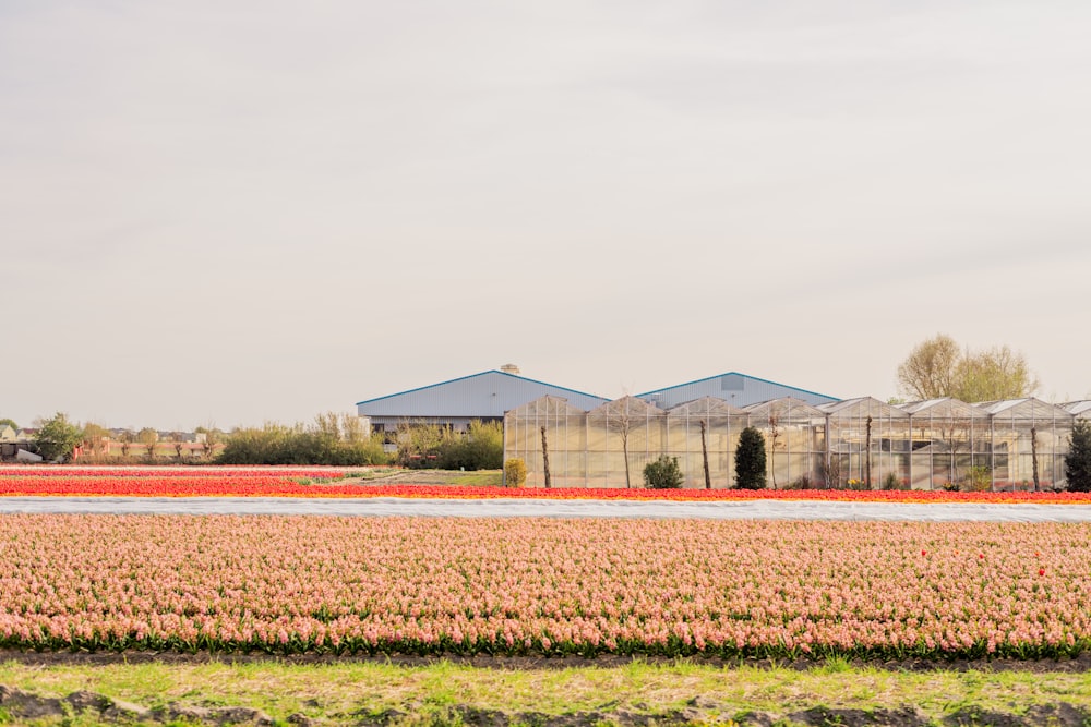 a field of flowers with a building in the background