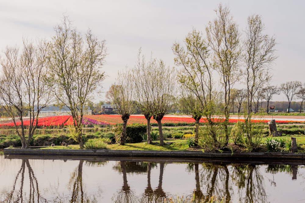 a field of flowers and trees next to a body of water