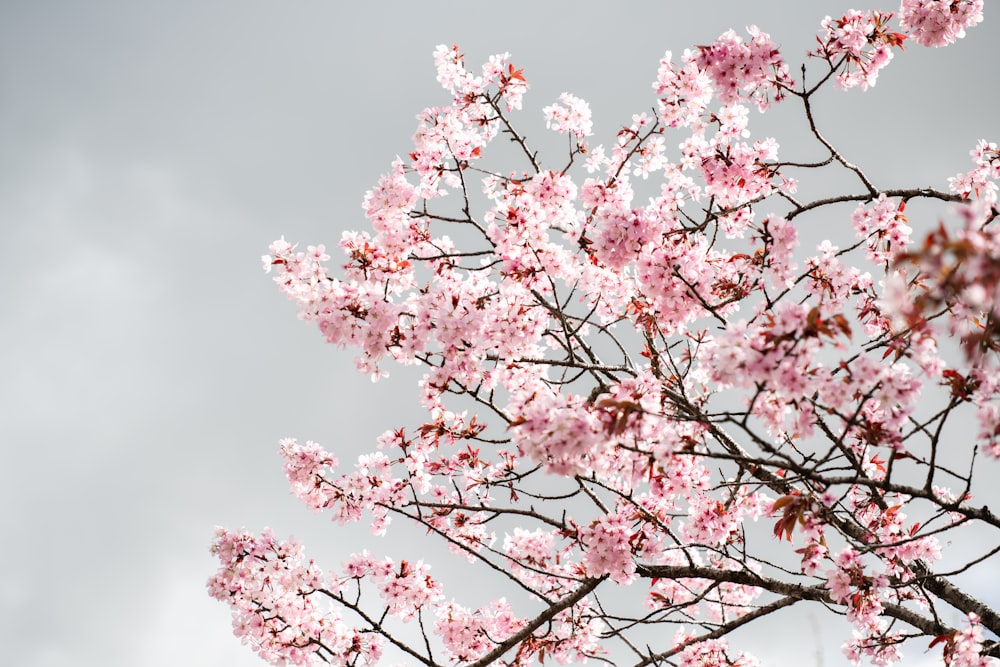  a tree with lots of pink flowers on it