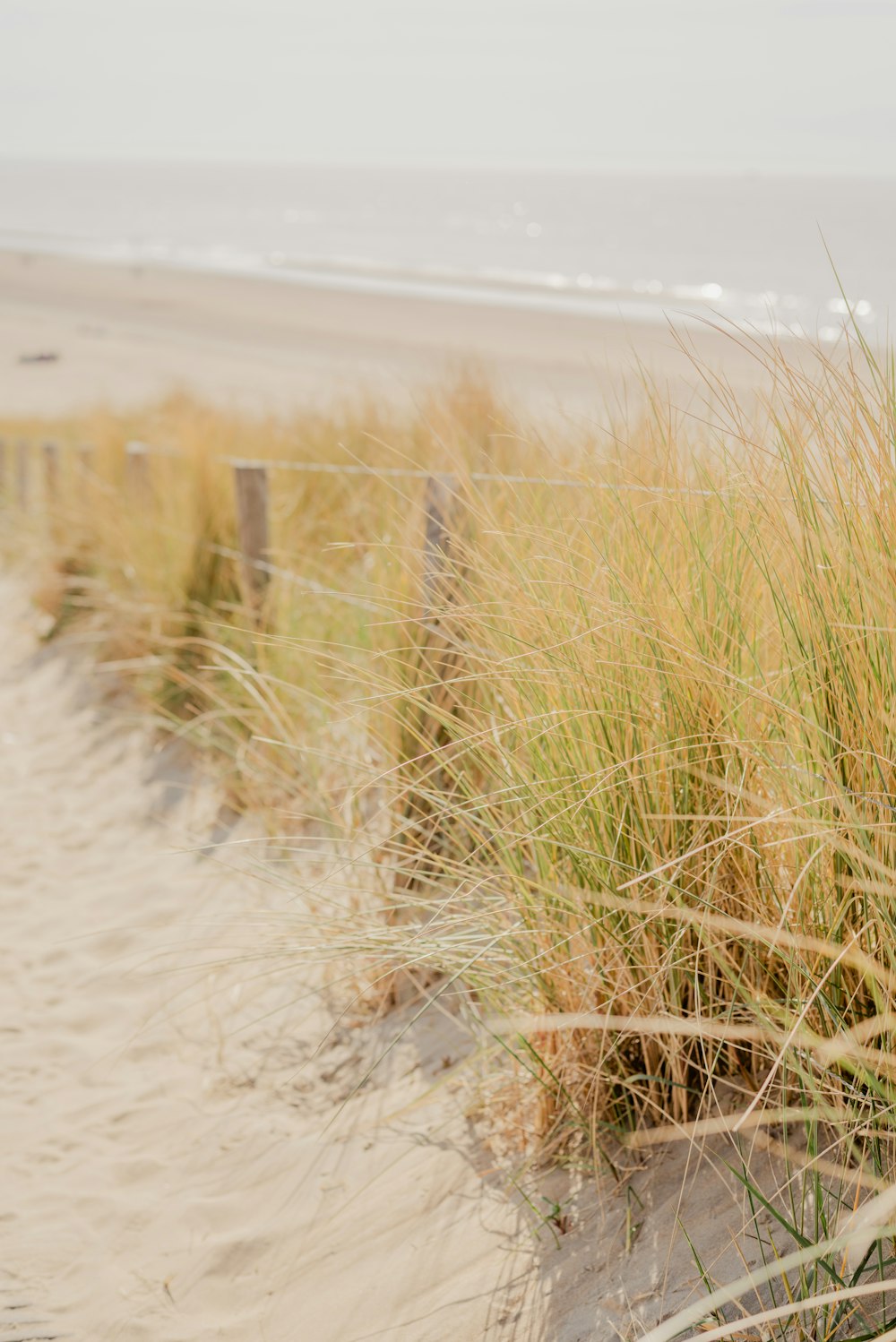 a sandy beach with grass growing out of the sand