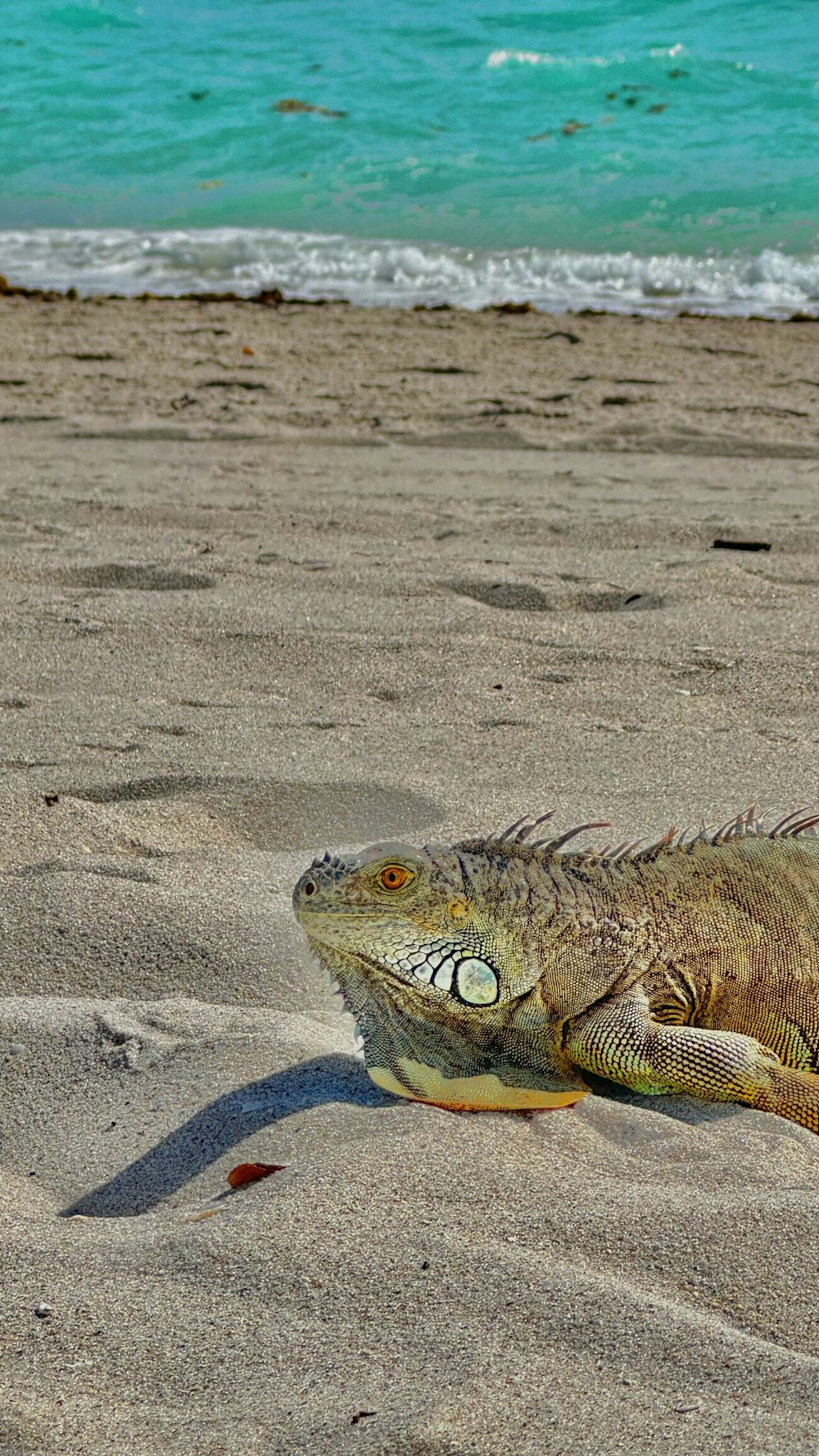 a large lizard laying on a sandy beach