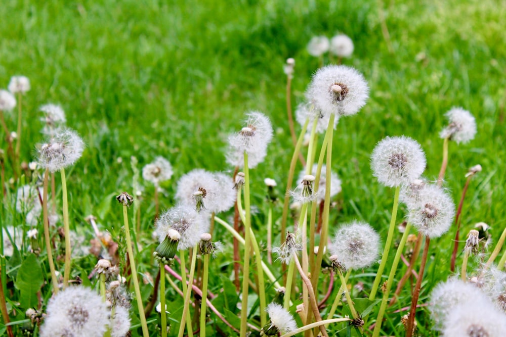 a bunch of dandelions that are in the grass