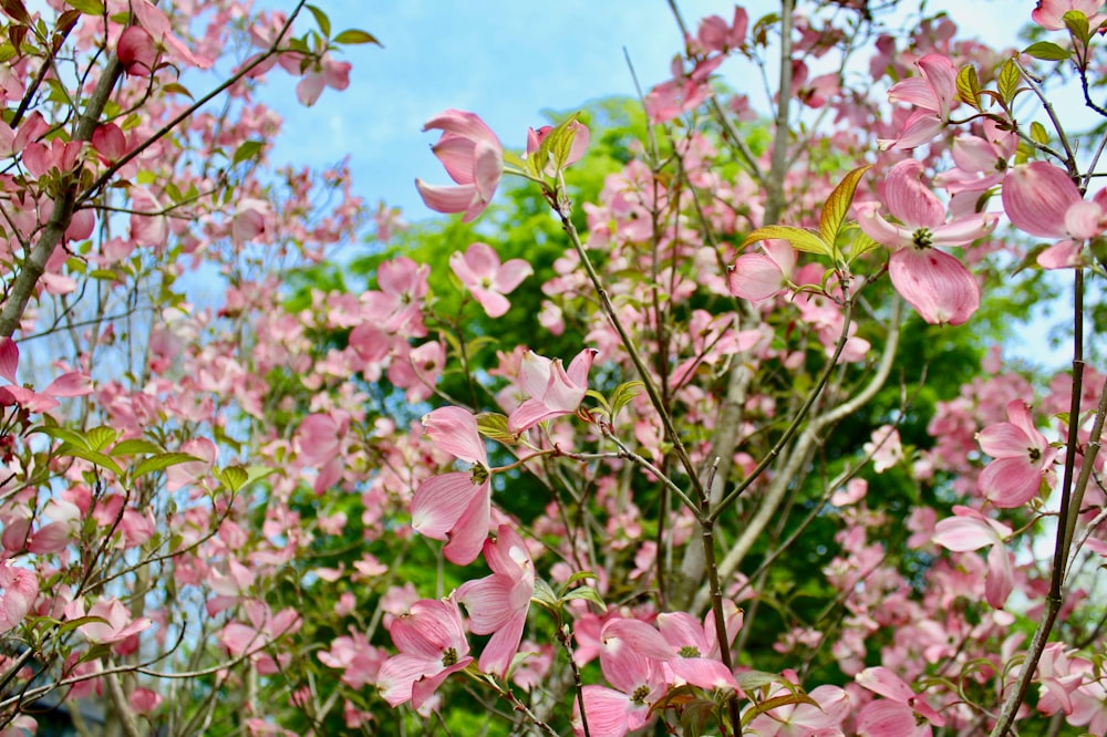 pink flowers are blooming on a tree