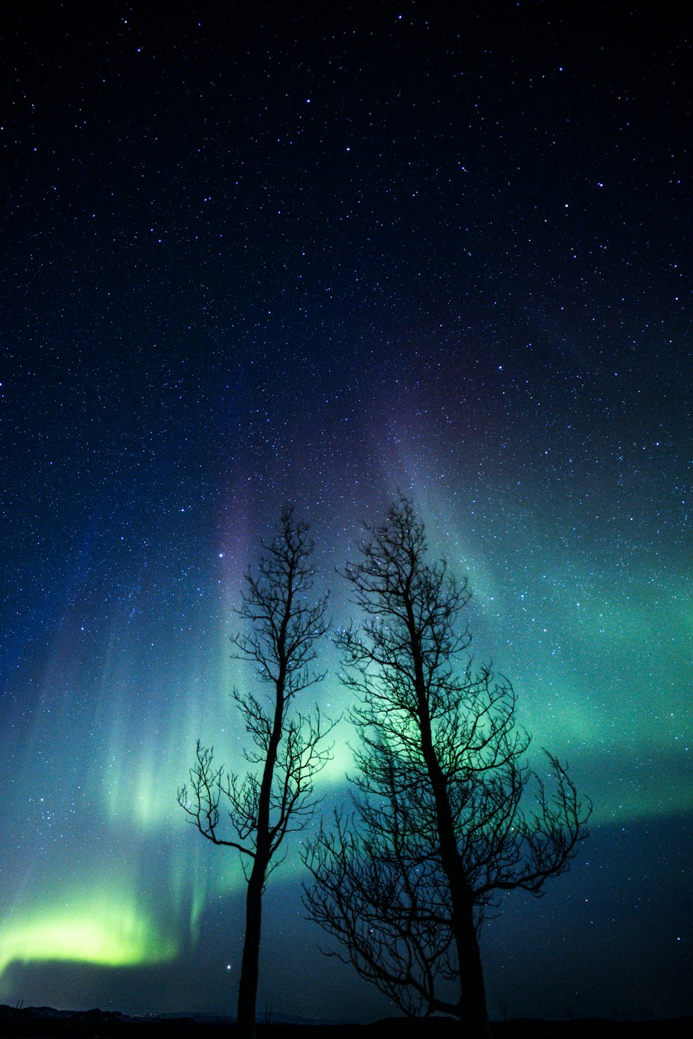 a couple of trees that are standing in the grass