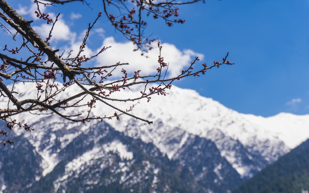 a tree branch with snow capped mountains in the background