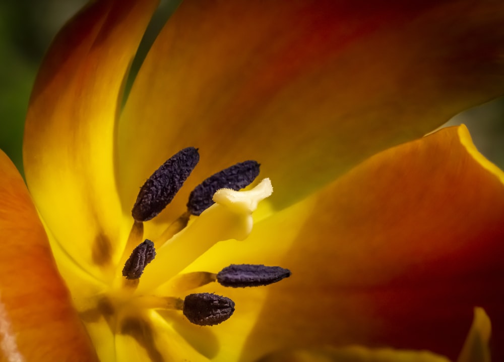 a close up of a yellow and red flower