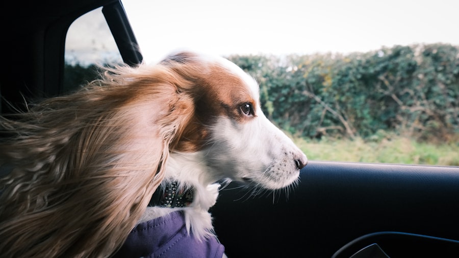 A brown and white spaniel looking pensively out a car window with the wind catching the long ear fur