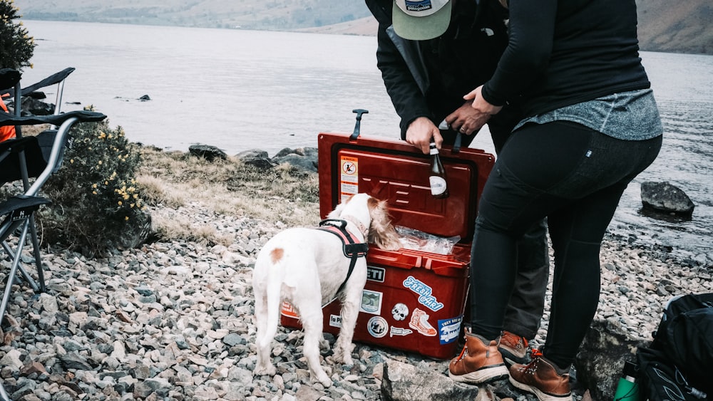 a dog standing on top of a rocky beach next to a person