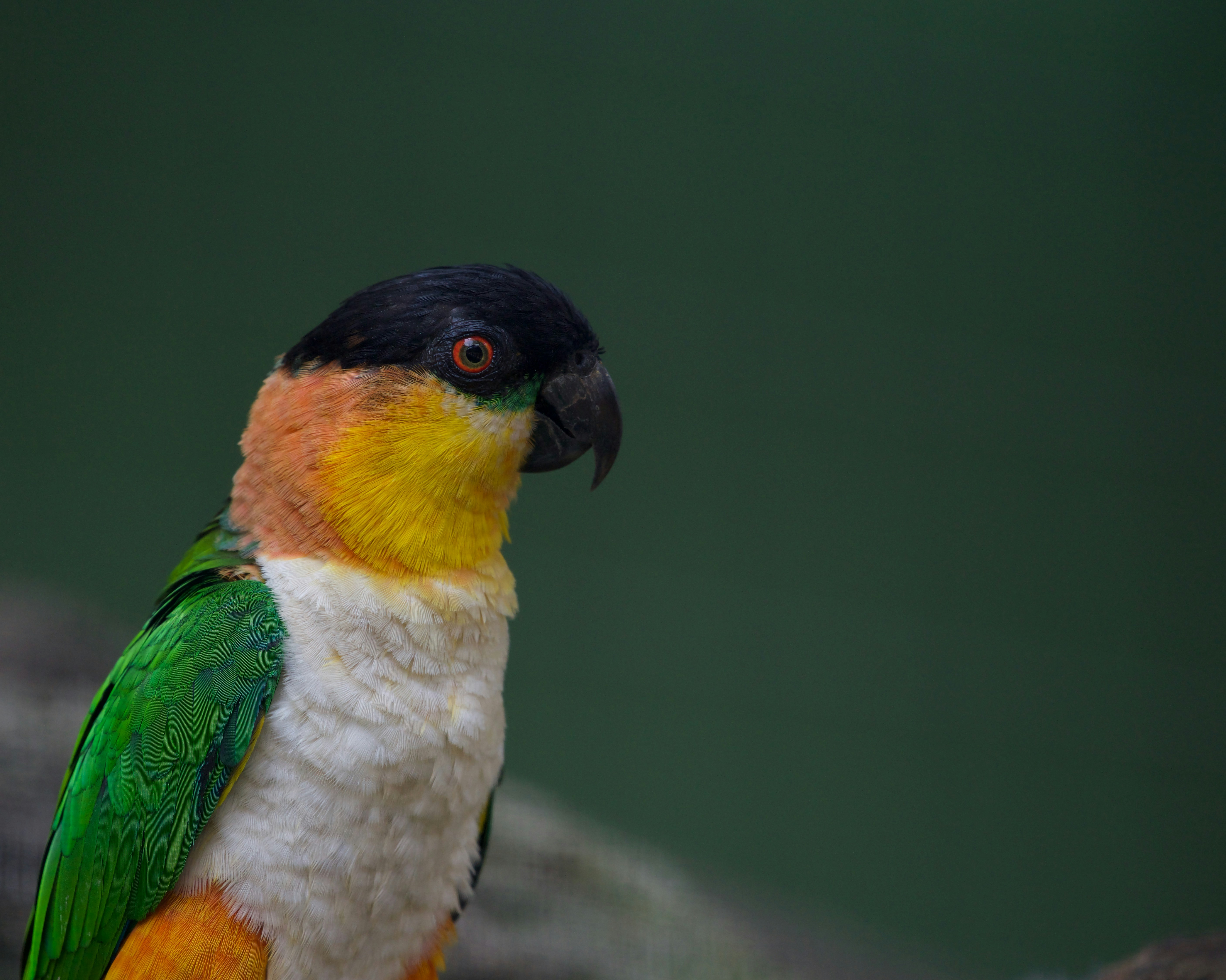 Bu Kuş Uçmuyor, Zıplıyor! Caique (Kayık) Papağanı: Evinizin 'Pilli Oyuncağı' Hakkında Bilmeniz Gerekenler