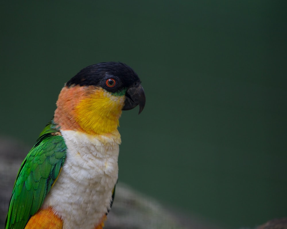 a colorful bird sitting on a rock next to a body of water