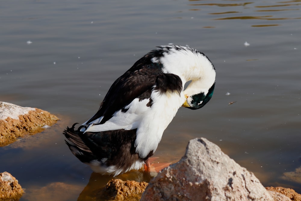 a duck standing on a rock in a body of water