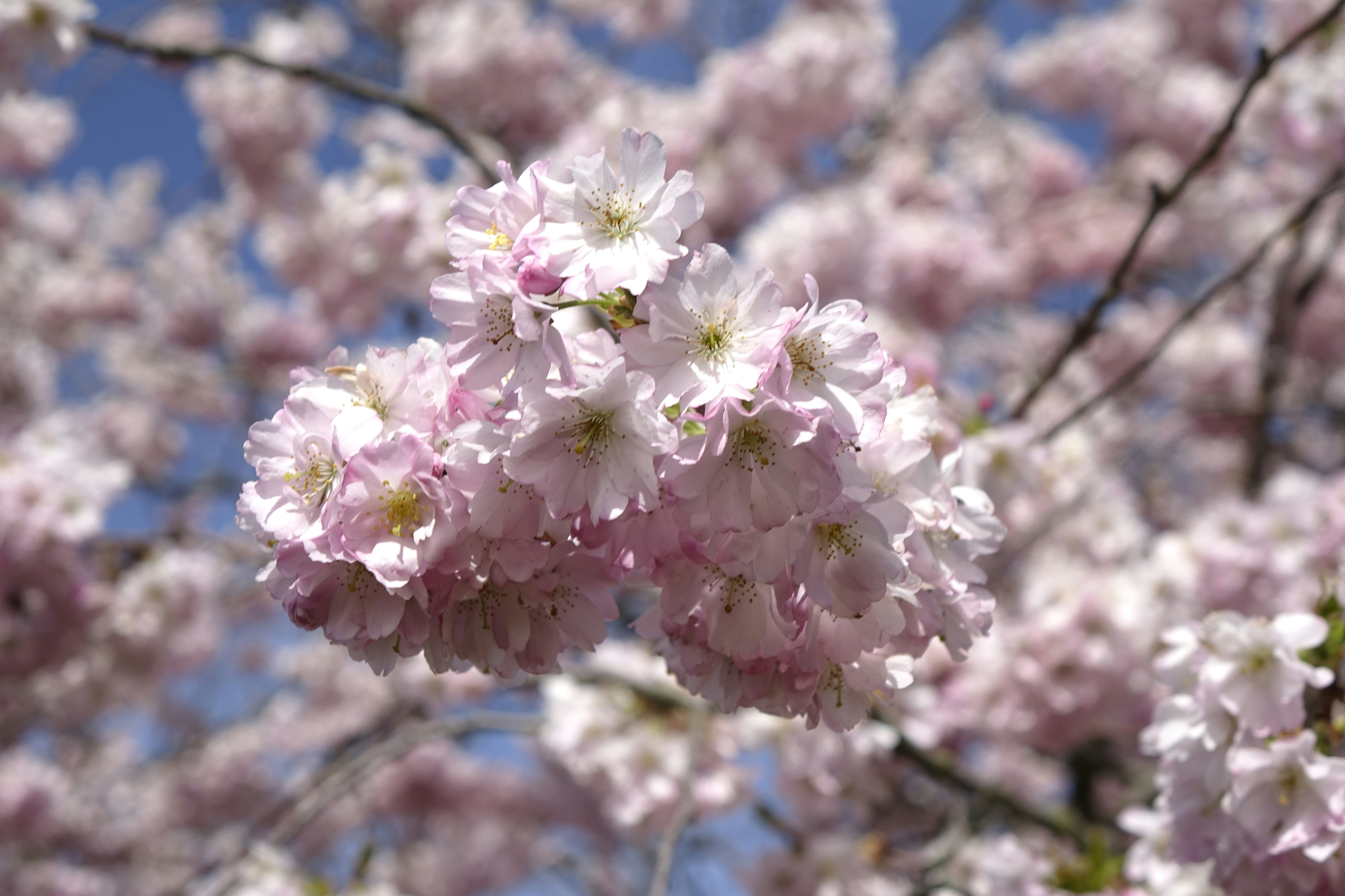 Photo by radfotosonn