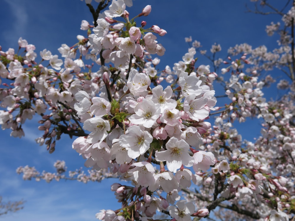 a flowering tree with white flowers against a blue sky