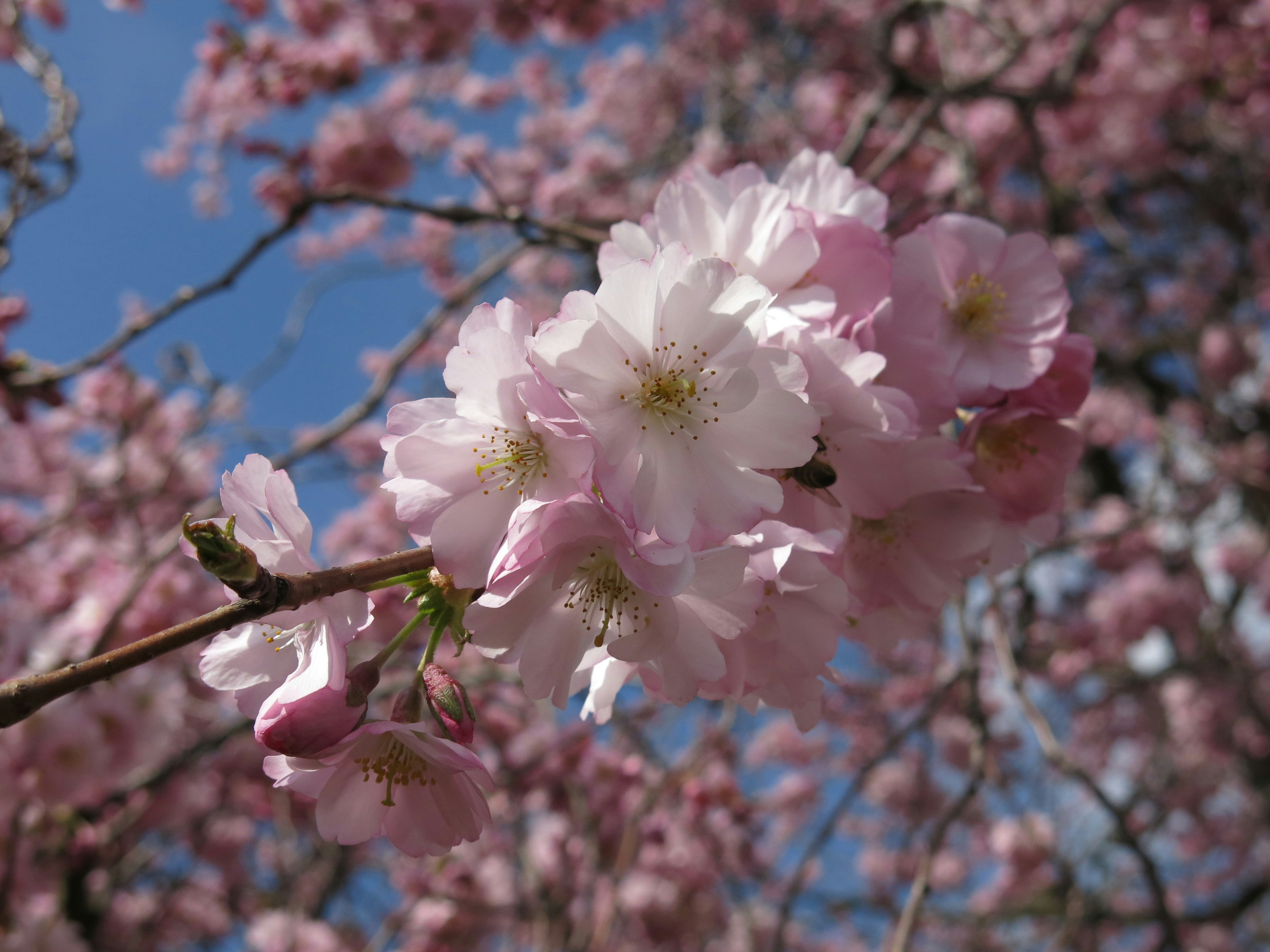 Photo by radfotosonn