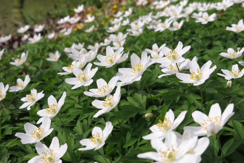 a field of white flowers with green leaves