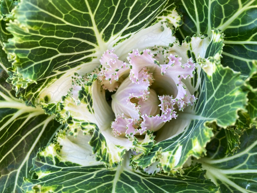 a close up of a head of broccoli