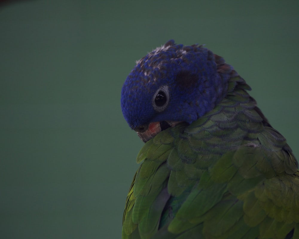 a close up of a blue and green parrot