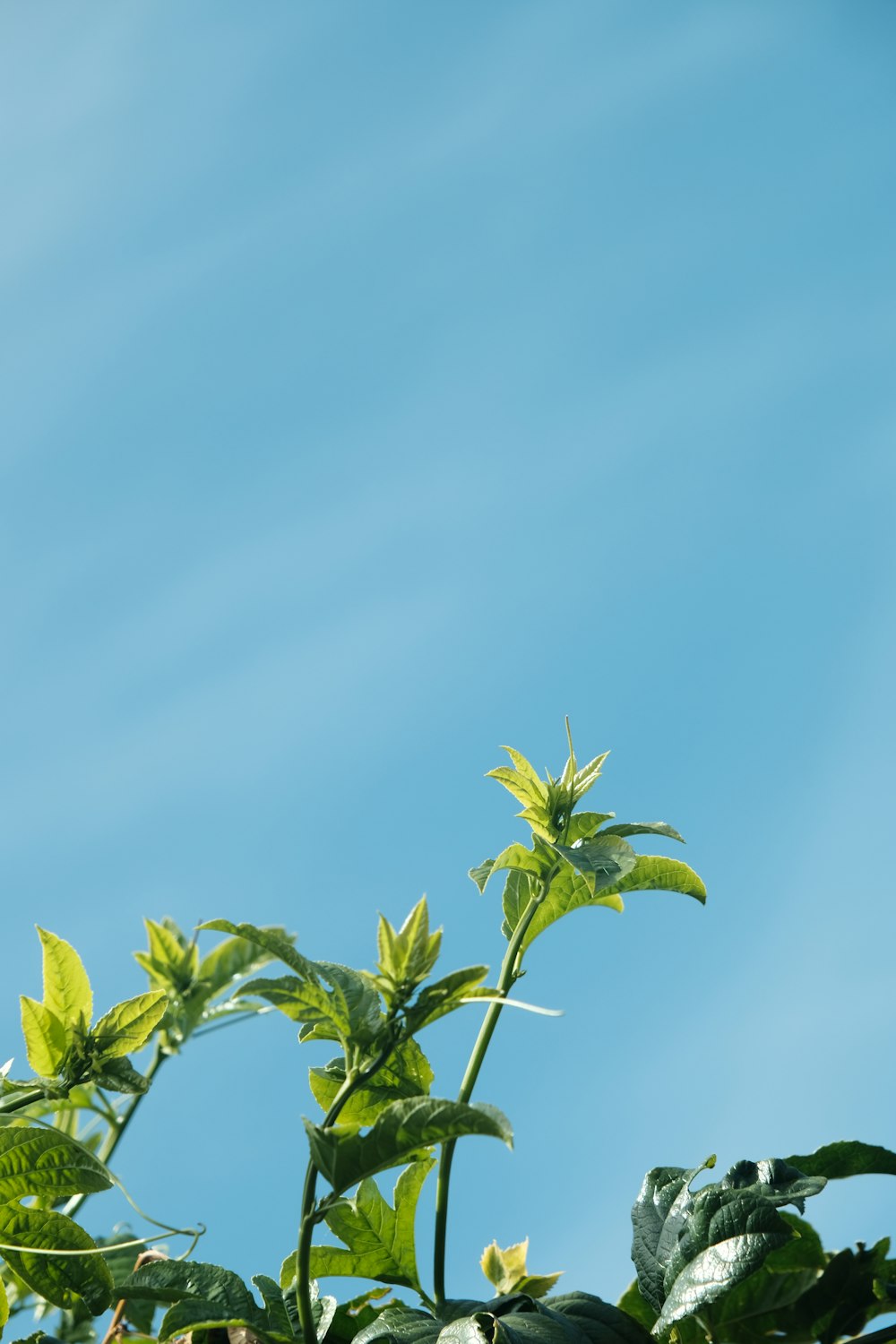 a close up of a plant with a blue sky in the background