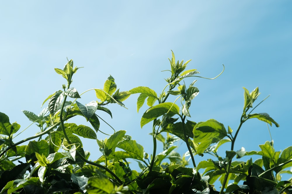 a close up of a plant with green leaves