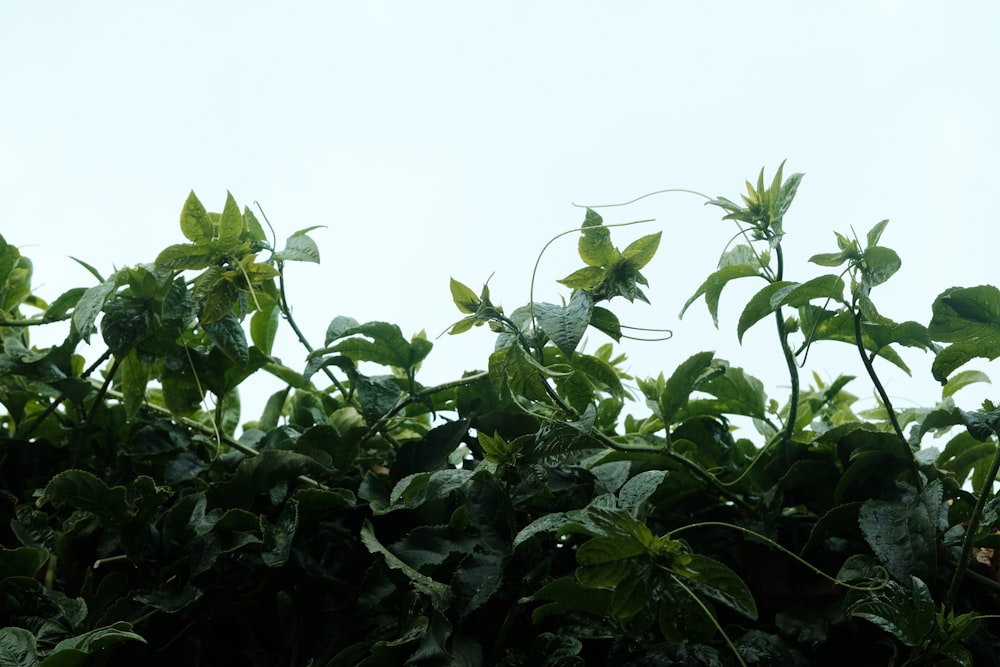 a plant with lots of green leaves in front of a white sky