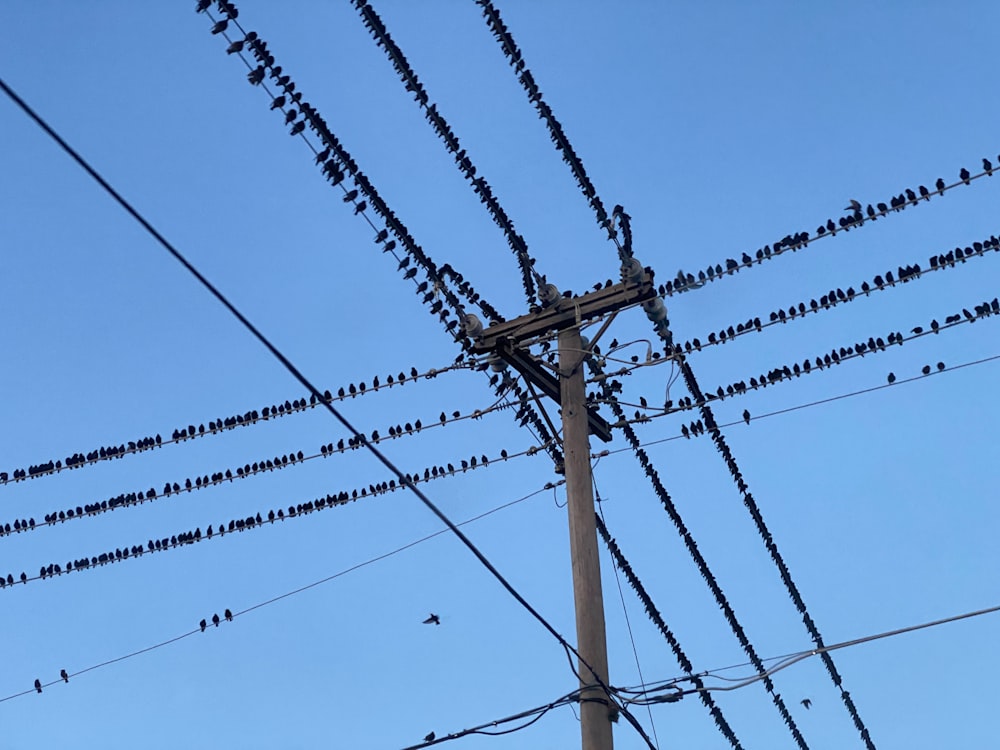 a flock of birds sitting on top of power lines