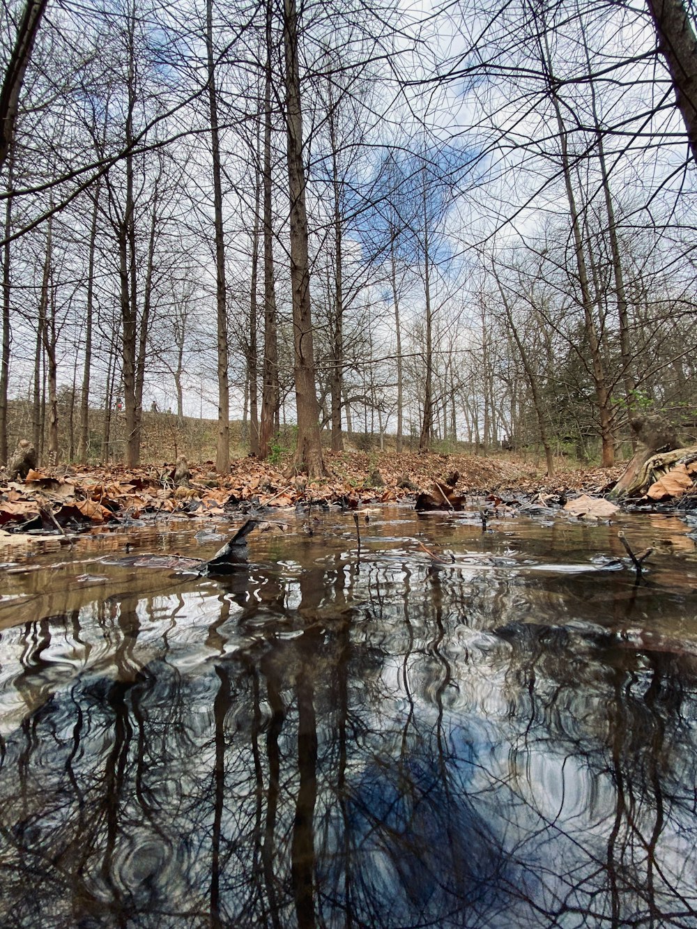 a stream running through a forest filled with lots of trees