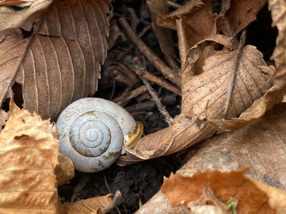 a snail is sitting on the ground among leaves