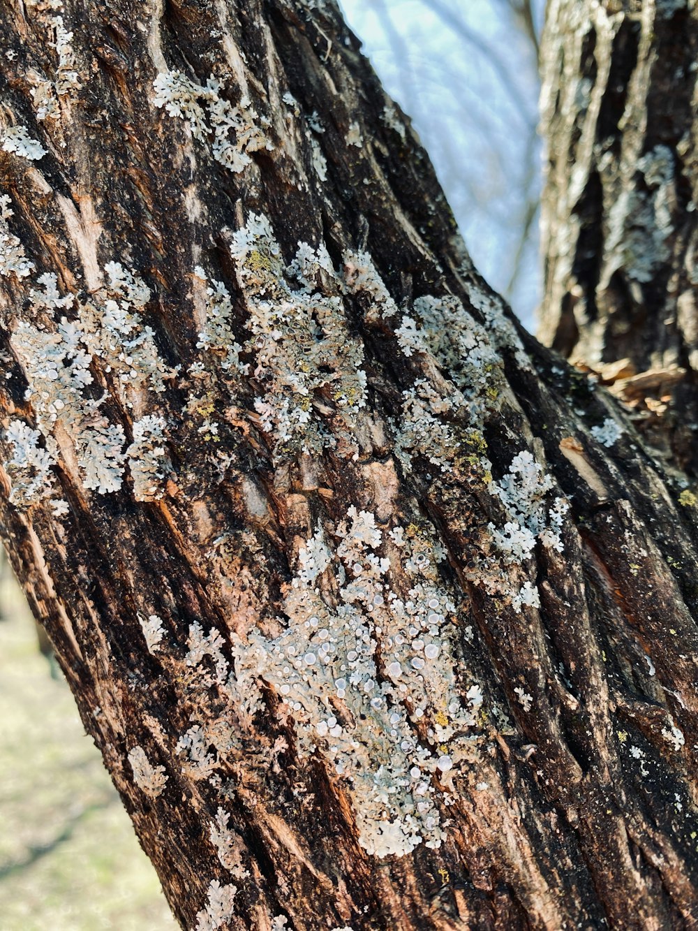 un primo piano di un albero con licheni su di esso