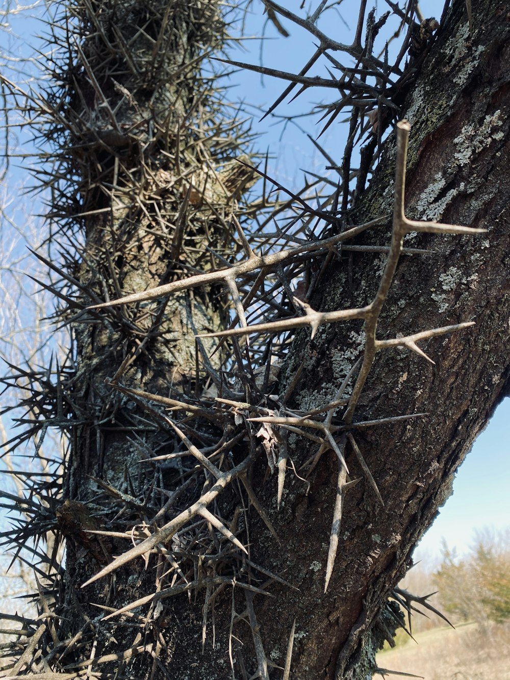 Nahaufnahme eines Baumes mit vielen Ästen