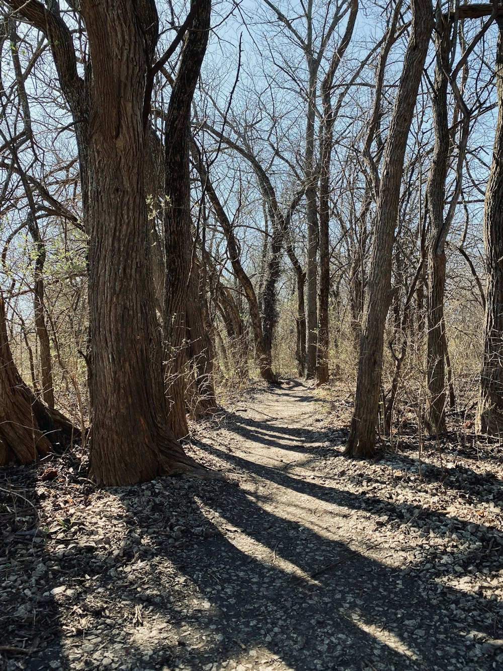 a dirt path in the middle of a forest