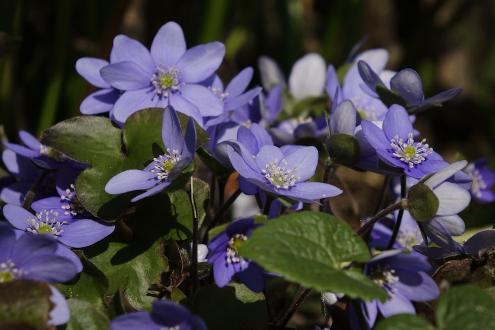 a group of purple flowers with green leaves