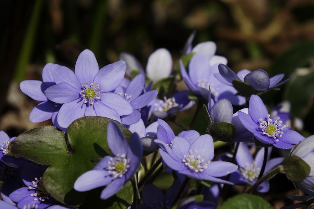 a group of purple flowers with green leaves