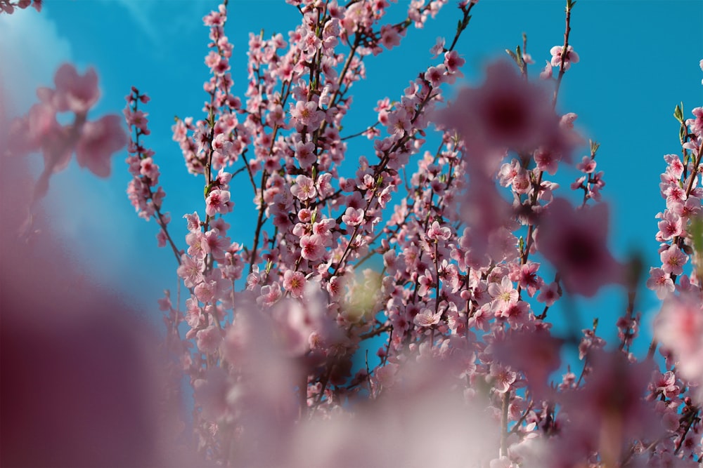 a bunch of pink flowers on a tree