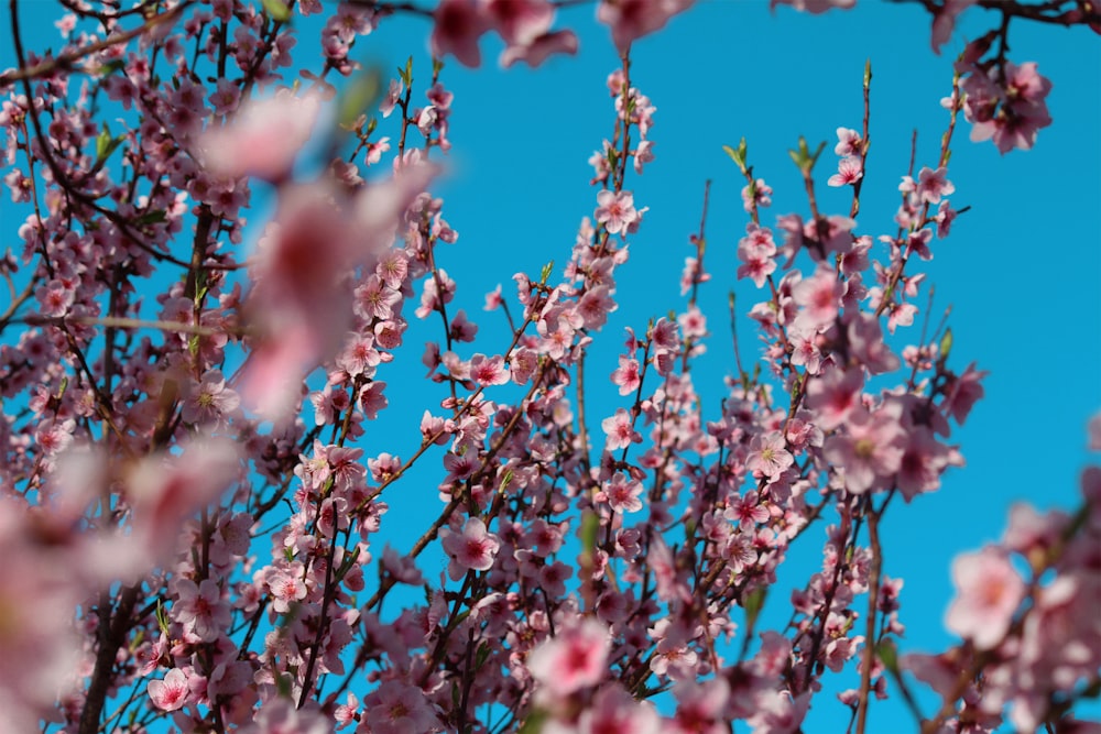 a close up of a tree with pink flowers