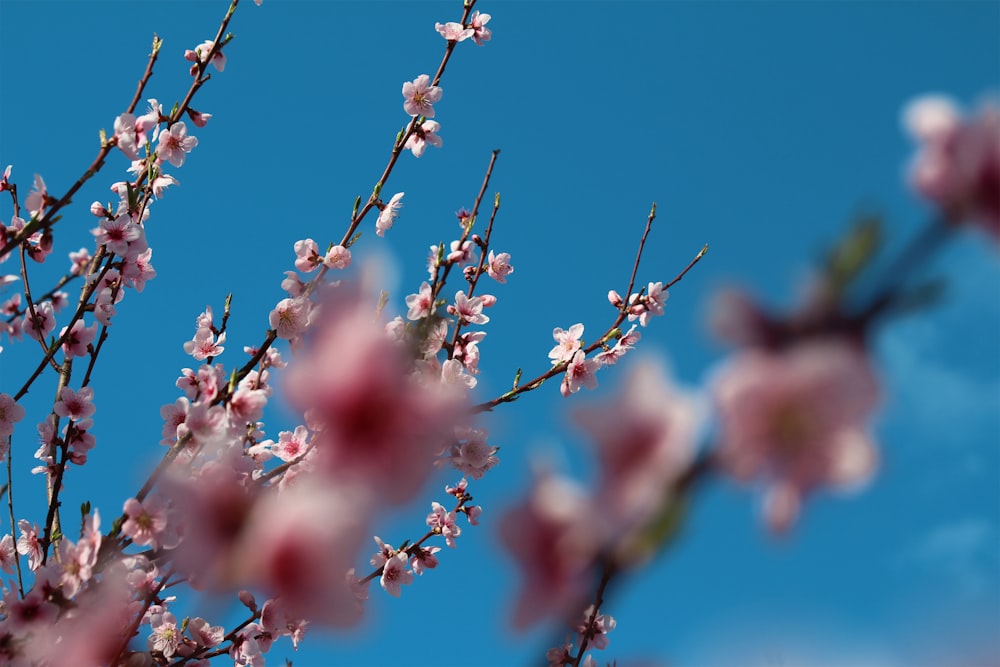 a branch with pink flowers against a blue sky