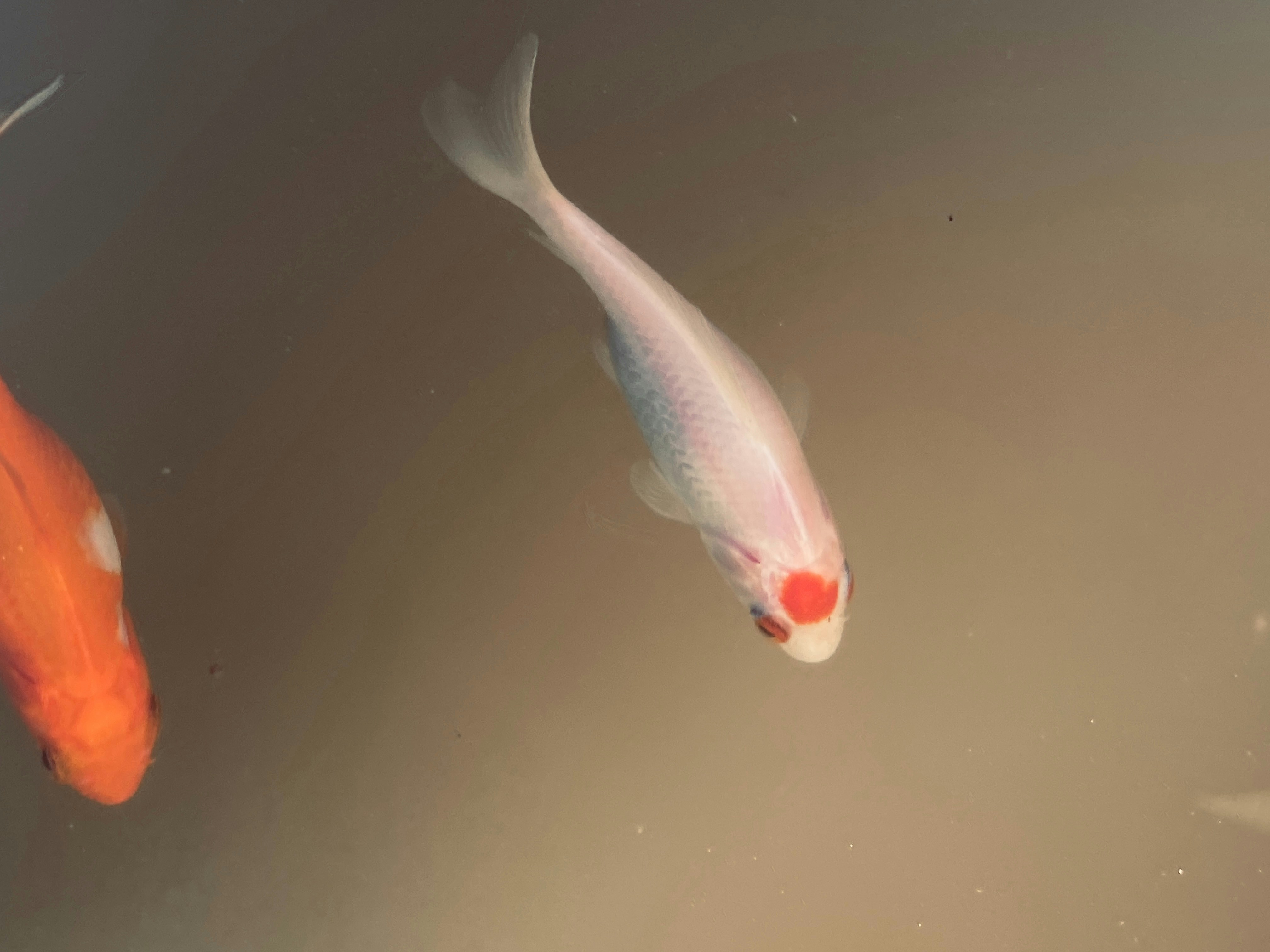 Photo by americanjael