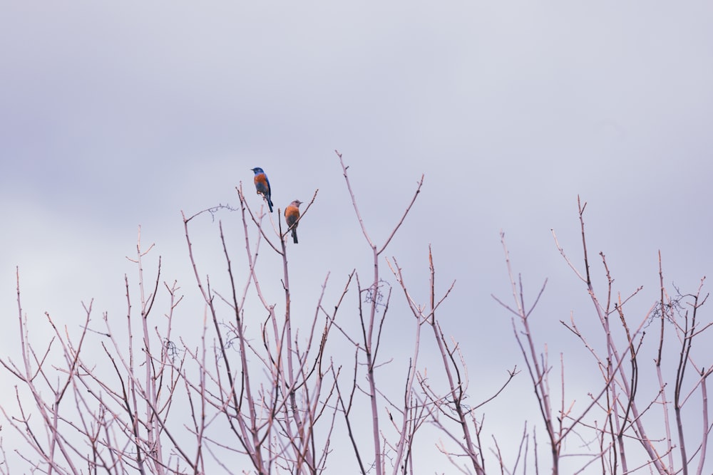 two birds sitting on top of a tree branch