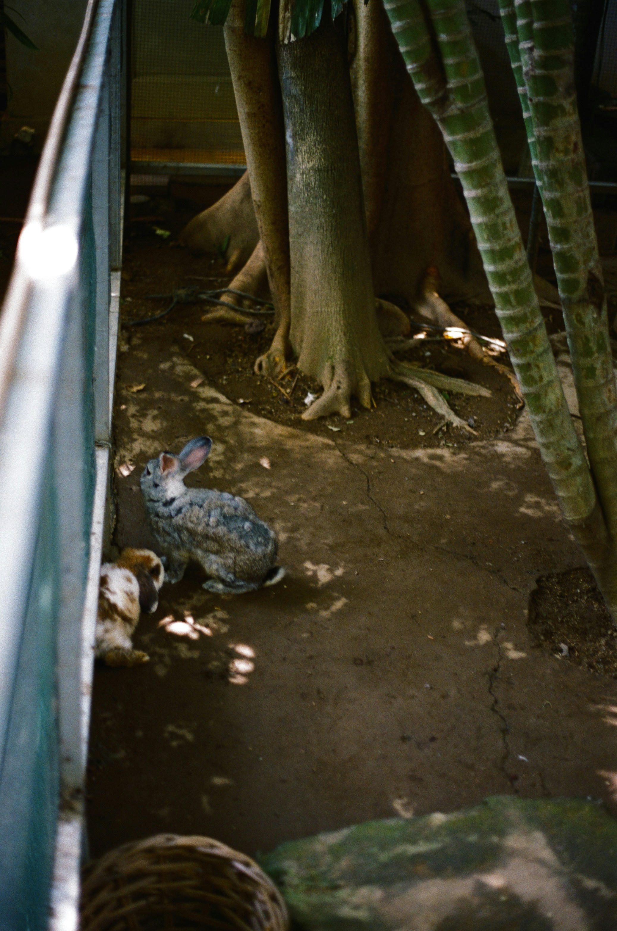 A person carefully cleaning a reptile enclosure