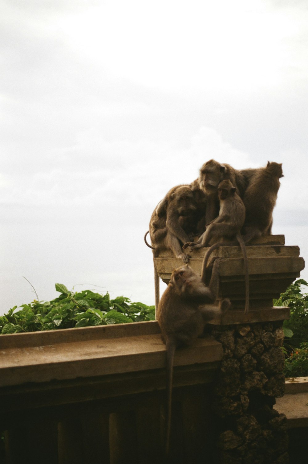 a group of monkeys sitting on top of a wooden fence