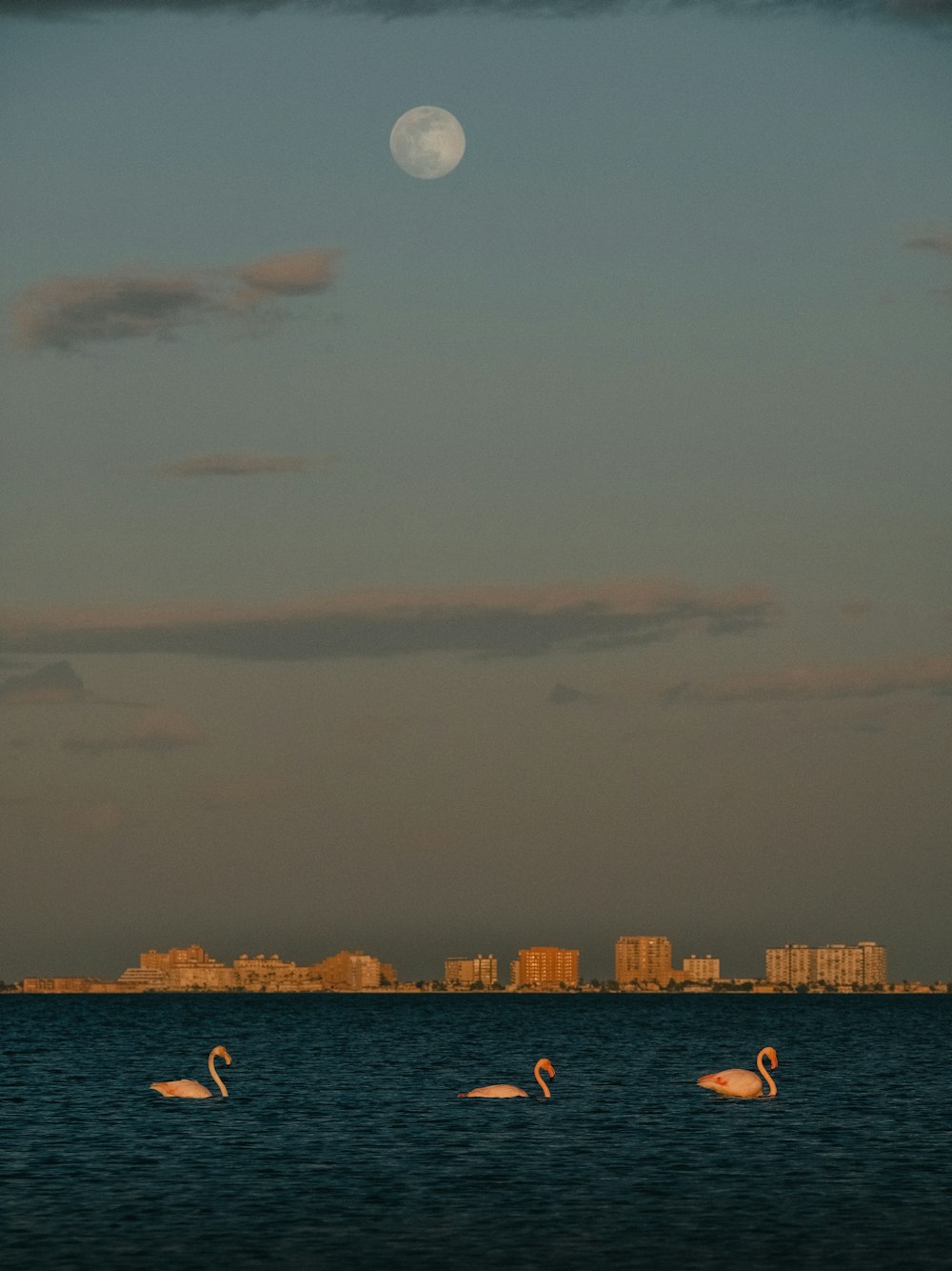 a group of flamingos swimming in the ocean under a full moon