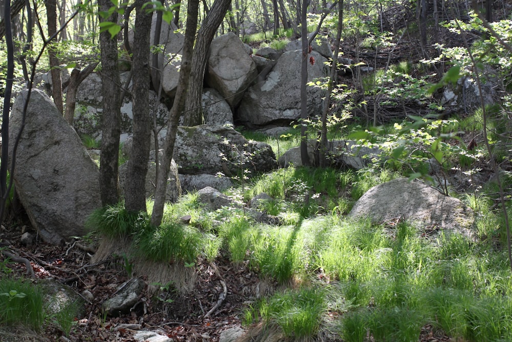 a rocky area with grass and rocks in the background