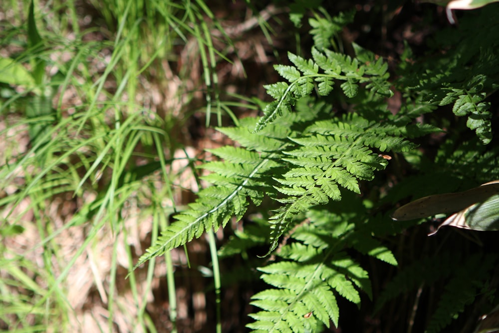 a close up of a green plant with leaves