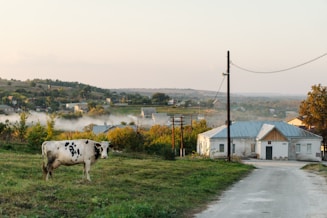 a black and white cow standing on top of a grass covered field