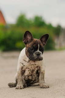 a brown and white dog sitting on top of a dirt road