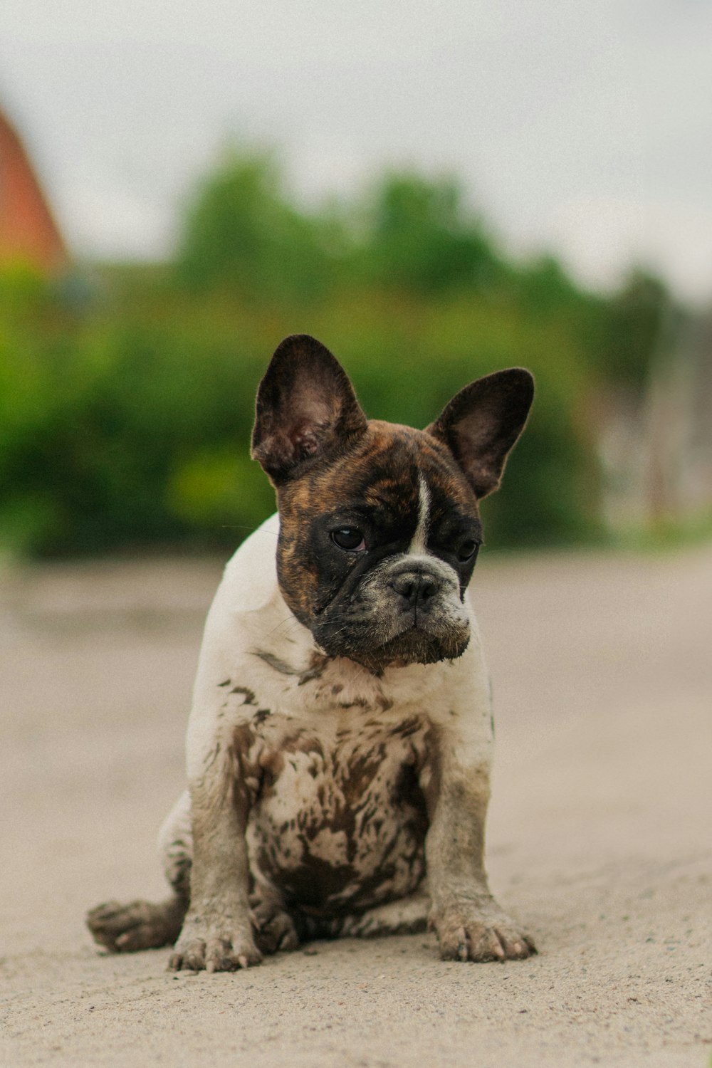 a brown and white dog sitting on top of a dirt road